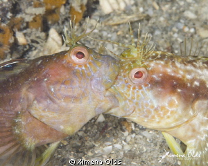 Blenny fight. Image part of a sequence that tells a story... by Ximena Olds 